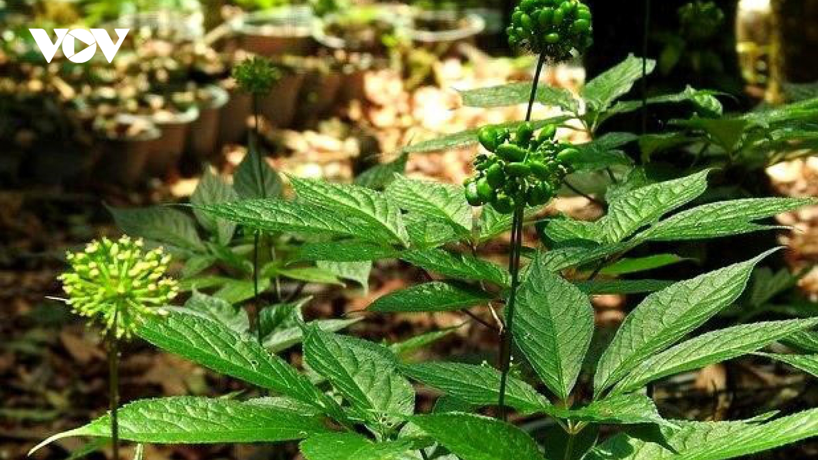 Đà Nẵng đẩy mạnh ứng dụng công nghệ phát triển sâm Ngọc Linh và dược liệu